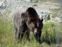 What... I thought I saw a Brown Bear...I did, I did!