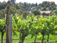 Margaret River Vines