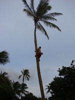 Traditional Luau Palm Tree climb