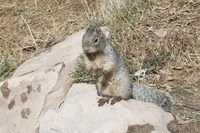 We saw this little fella!