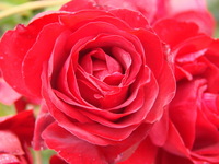 The garden was full of these roses