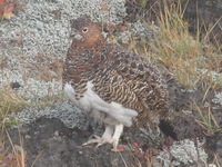 Alaskan state bird