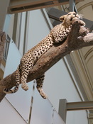 A lepoard up in the air above us