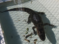 The only gator we saw today was the one in the pen at the dock - Ali