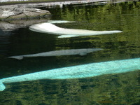 Quaint Beluga Family