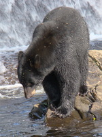 Bear in front of a spillway waterfall