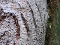 Tree marked by a bear indicating its territory