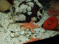 Starfish