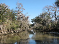 Picturesque scenes in the swamp