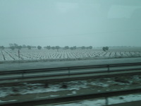Snow in the grape vines
