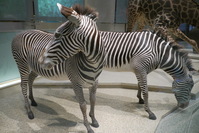 A pack of zebras
