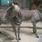 F12b78b771-a_pack_of_zebras