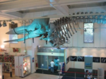 Australian Museum